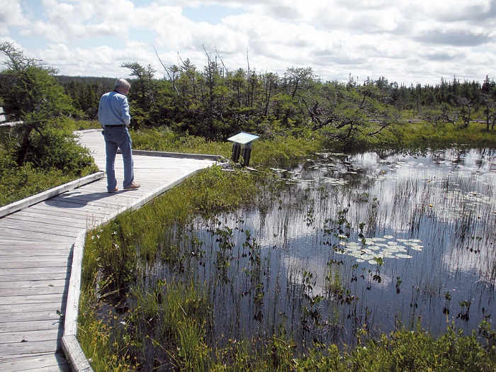 bog trail 2.jpg